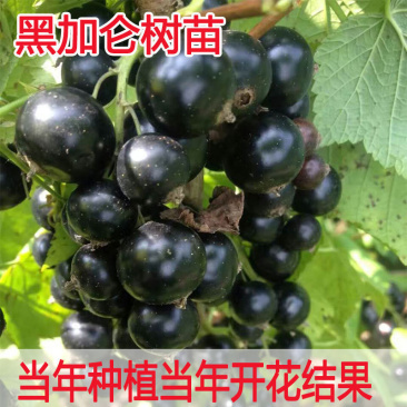 黑加仑苗包成活现挖现卖当年结果南北方种植死苗免费补发