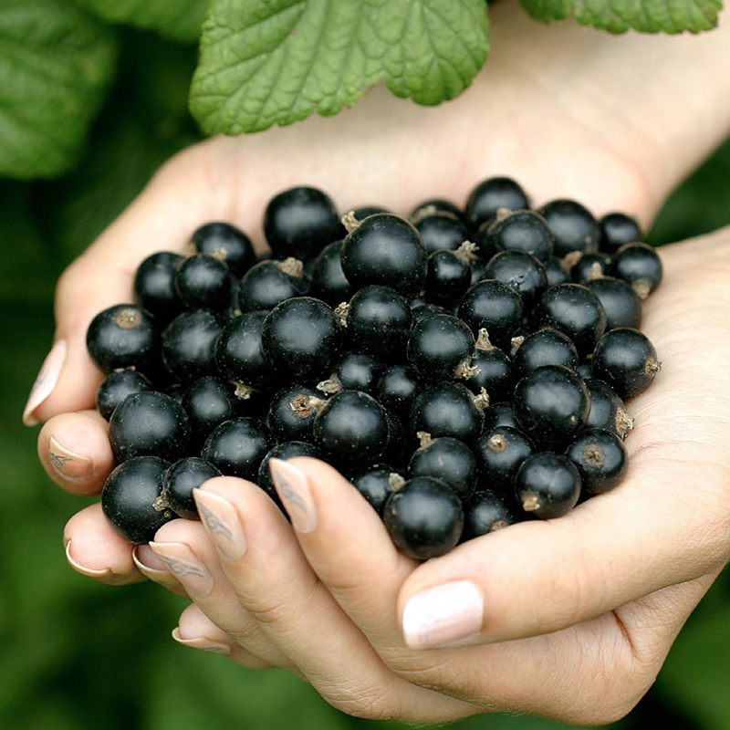 黑加仑苗包成活现挖现卖当年结果南北方种植死苗免费补发