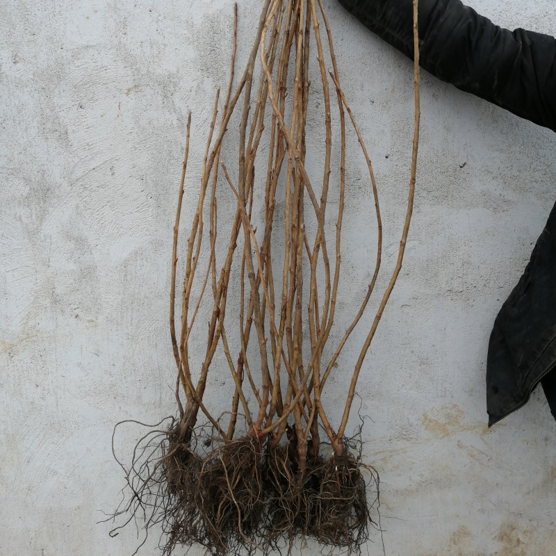 黑加仑苗包成活现挖现卖当年结果南北方种植死苗免费补发
