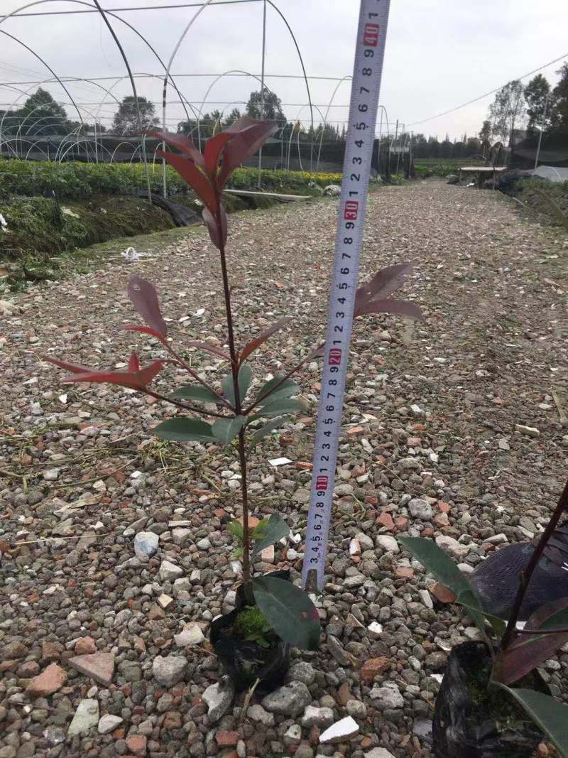 供应高35红叶石楠小苗价格0.7元，优质四川货源。