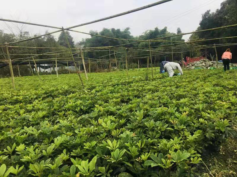 供应优质高30-40鸭脚木小苗价格0.8元，优质四川货源