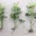 供应优质高30-40鸭脚木小苗价格0.8元，优质四川货源