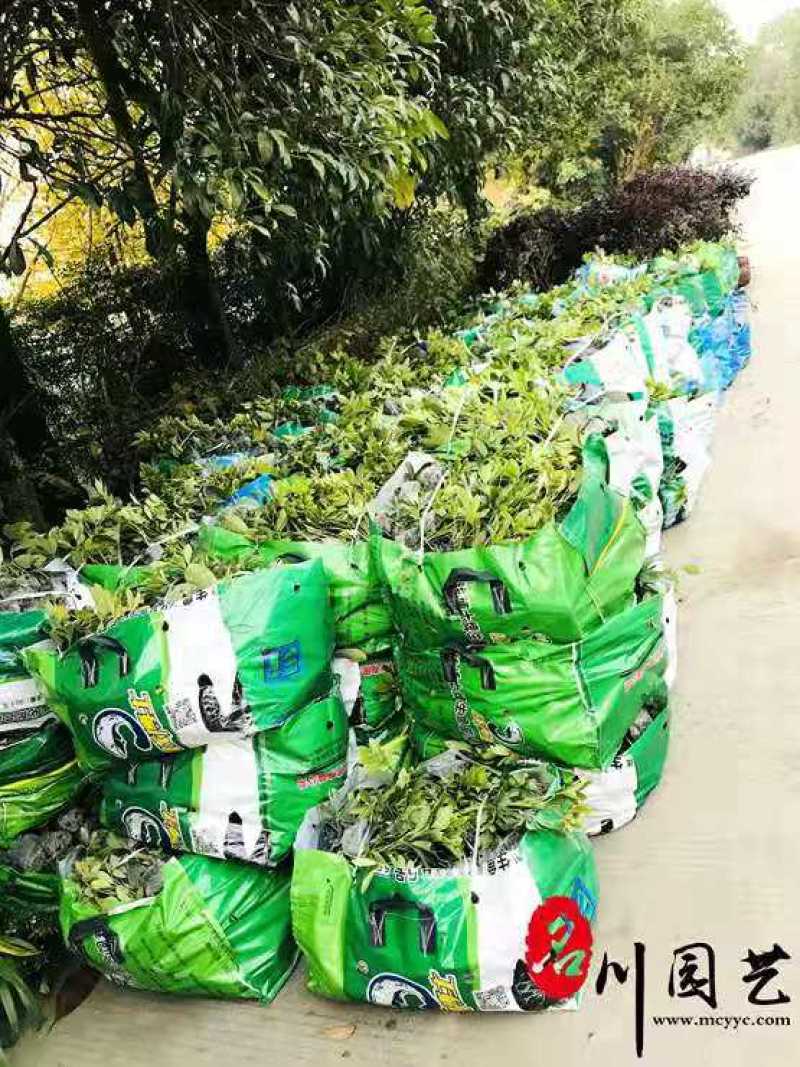 供应优质高30-40鸭脚木小苗价格0.8元，优质四川货源