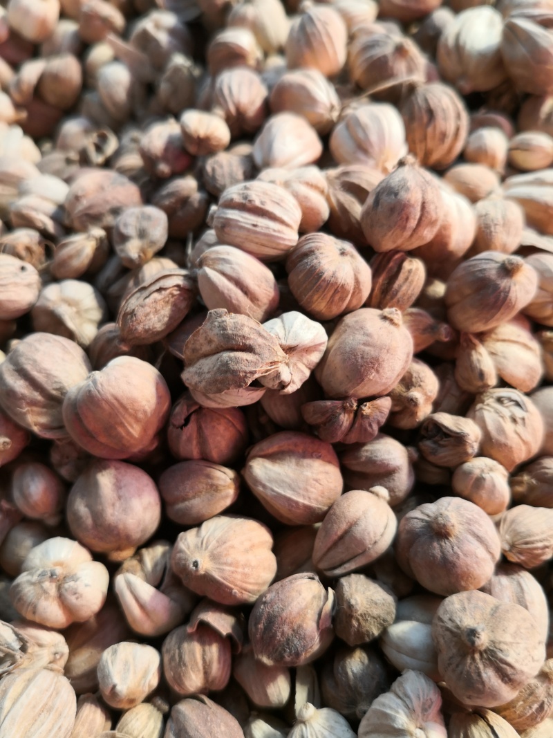 白寇白豆蔻调料药食两用正品质量非便宜货量大从优