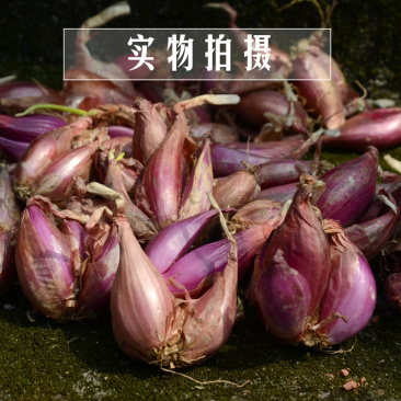 四川小香葱头一斤新鲜盆栽四季葱红紫皮火头葱种子熬葱油酥苗