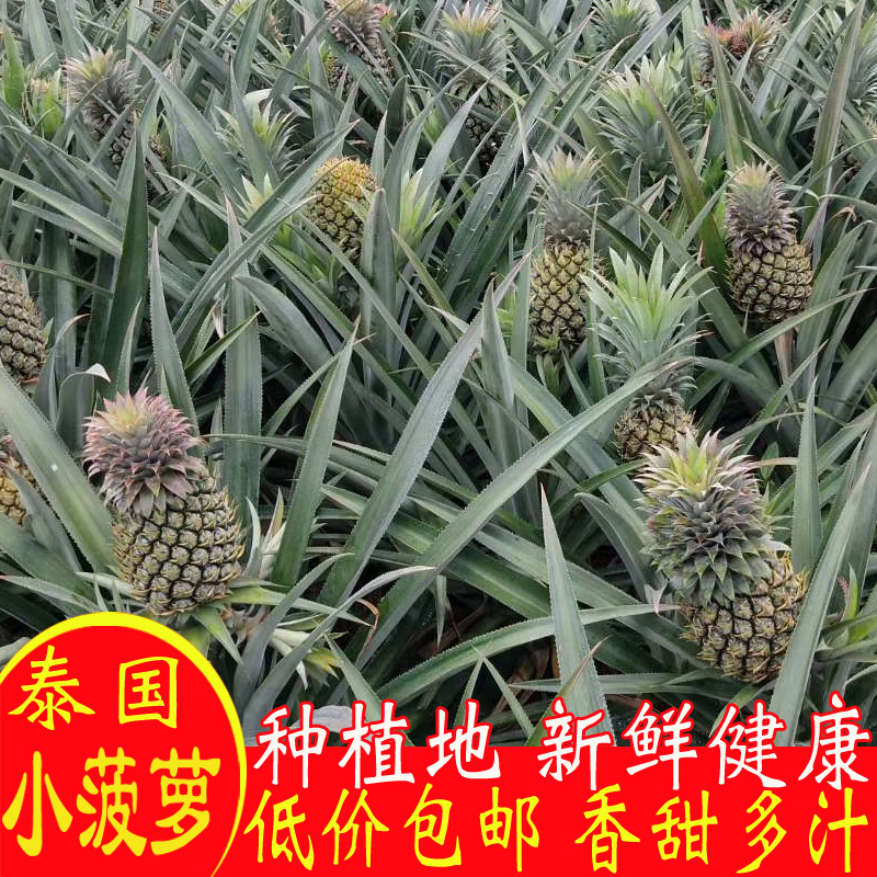 【送菠萝刀】泰国香水小菠萝5斤包邮新鲜迷你菠萝水果非凤梨