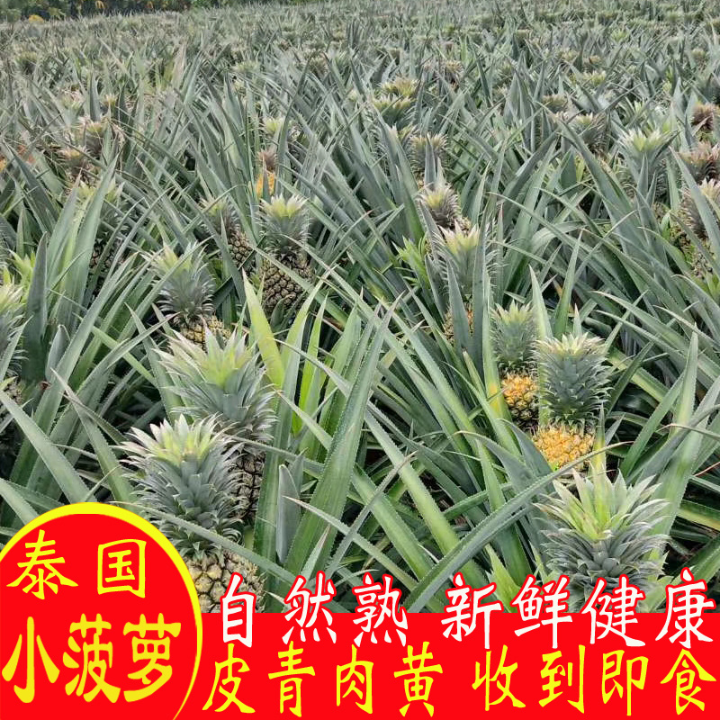 【送菠萝刀】泰国香水小菠萝5斤包邮新鲜迷你菠萝水果非凤梨