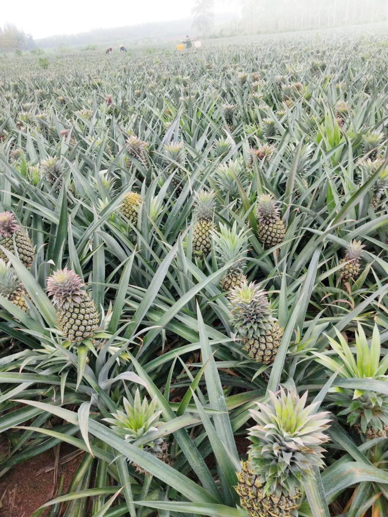【送菠萝刀】泰国香水小菠萝5斤包邮新鲜迷你菠萝水果非凤梨