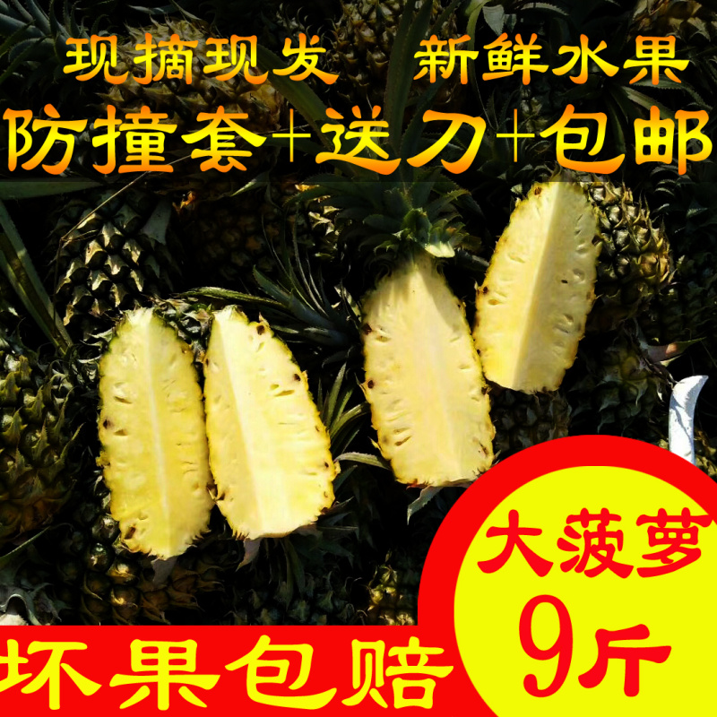 广东特产湛江徐闻现摘现发大菠萝8斤新鲜水果非凤梨9-10斤