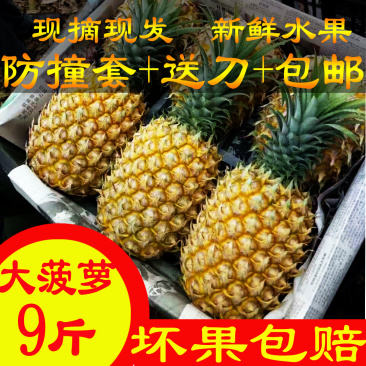 广东特产湛江徐闻现摘现发大菠萝8斤新鲜水果非凤梨9-10斤