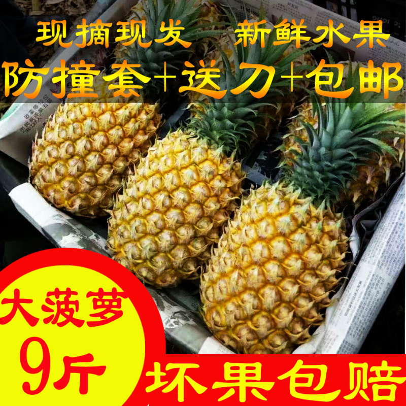 广东特产湛江徐闻现摘现发大菠萝8斤新鲜水果非凤梨9-10斤
