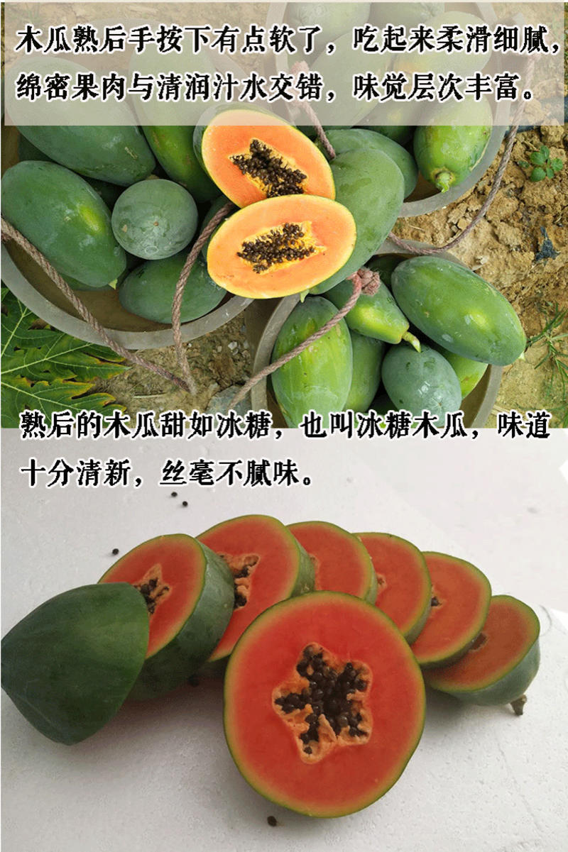广东雷州冰糖红心牛奶木瓜5斤新鲜现摘现发树上熟非海南木瓜