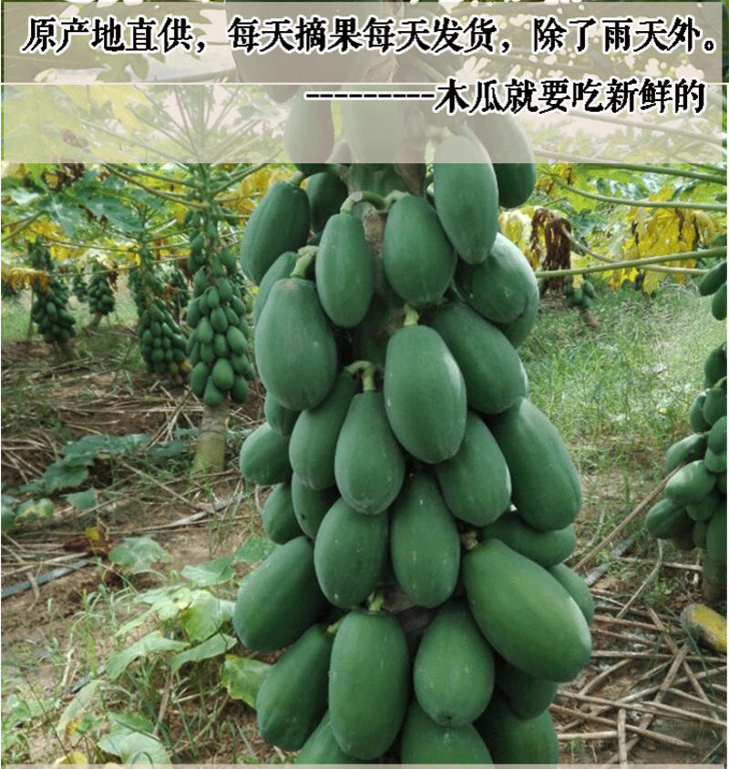 广东雷州冰糖红心牛奶木瓜5斤新鲜现摘现发树上熟非海南木瓜