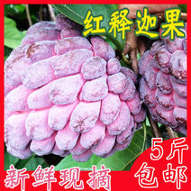 番荔枝红释迦果当季新鲜水果非台湾释迦摩尼果佛头果