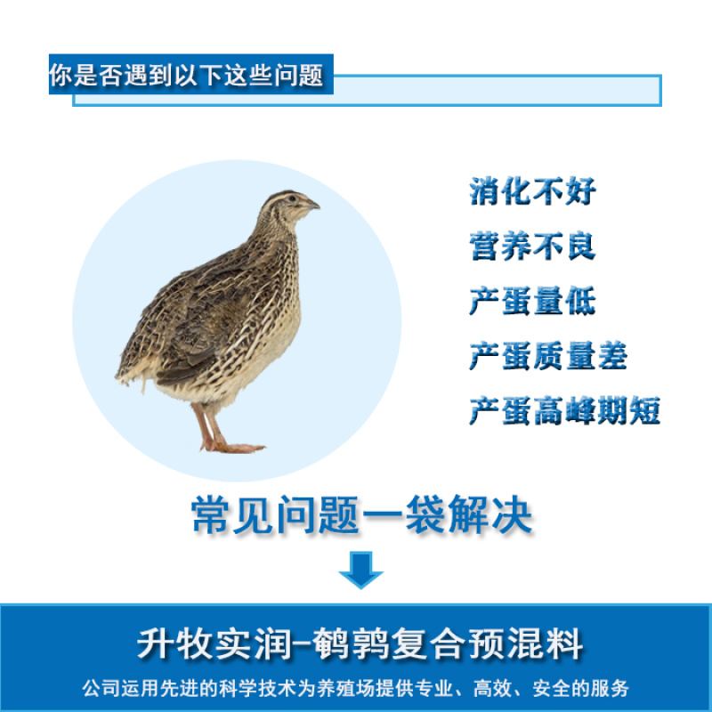 鹌鹑预混料鹌鹑饲料提高抵抗力提高产蛋率提高蛋壳质量