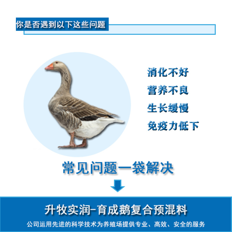 鹅预混料青年鹅预混料鹅饲料鹅生长期专用预混料鹅预混料