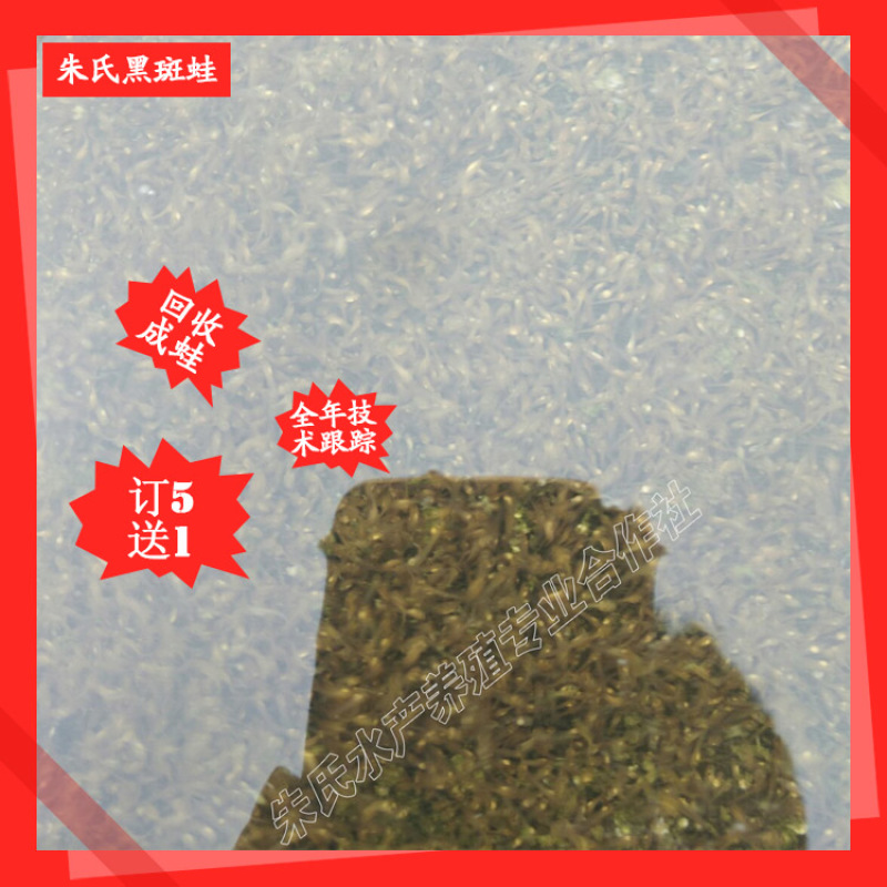 青蛙苗卵块批发田鸡青蛙卵免费提供技术