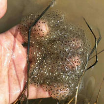 黑斑蛙苗青蛙卵种苗青蛙苗包技术包回收