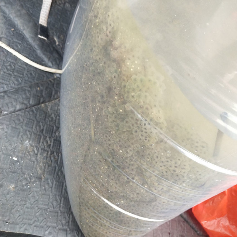 黑斑蛙苗青蛙卵种苗青蛙苗包技术包回收