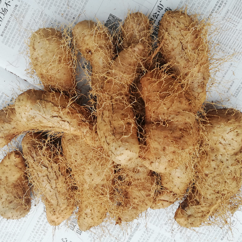 广东参薯湛江特产新鲜毛薯包邮粉糯香小甜薯猪仔薯黎洞薯田薯山药