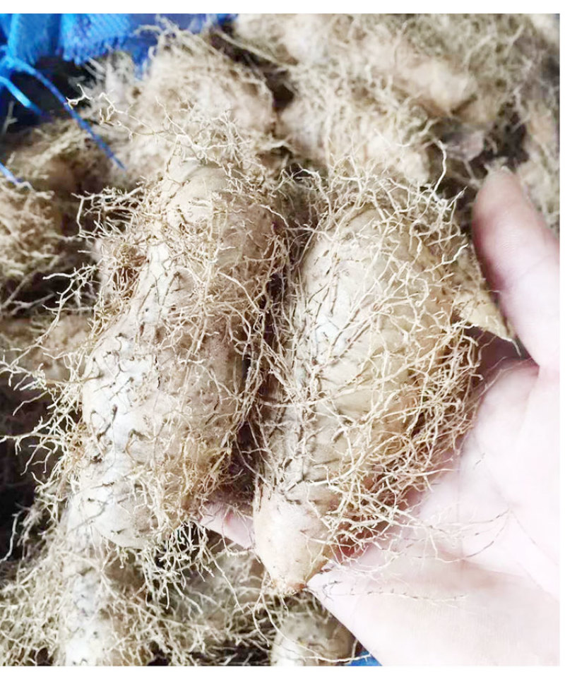 广东参薯湛江特产新鲜毛薯包邮粉糯香小甜薯猪仔薯黎洞薯田薯山药
