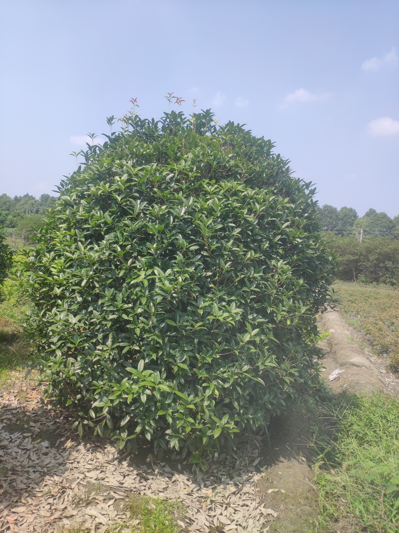 四川精品丛生桂花量大从优欲购从速