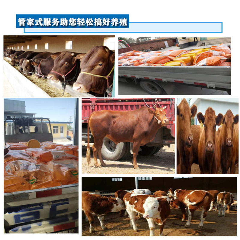 牛预混料1%育肥牛专用预混料育肥牛北京升牧实润厂家直销