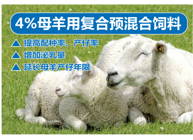 繁殖母羊种羊饲料母羊预混料母羊奶羊预混料空怀妊娠哺乳期用