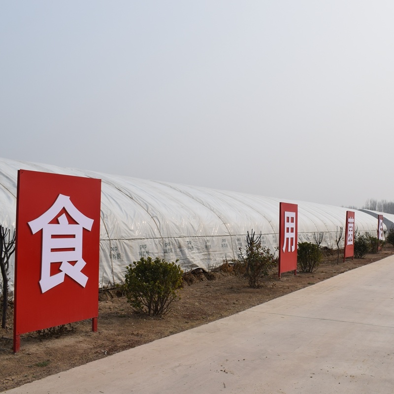 平菇菌种实力商家母种原种栽培种常年供应欢迎咨询洽谈合作