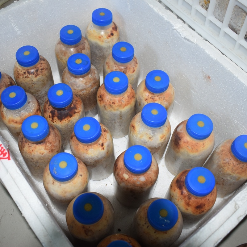 羊肚菌菌种实力工厂品质优良免费提供栽培技术欢迎联系