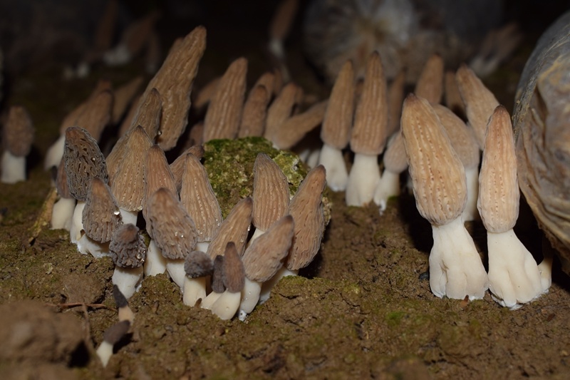 羊肚菌菌种母种原种栽培种营养袋全套技术免费提供