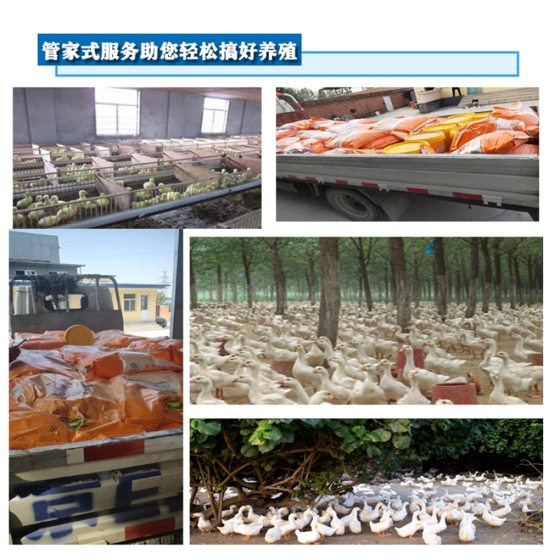 蛋鹅预混料种鹅预混料5%种鹅复合预混料提高产蛋率鹅预混料