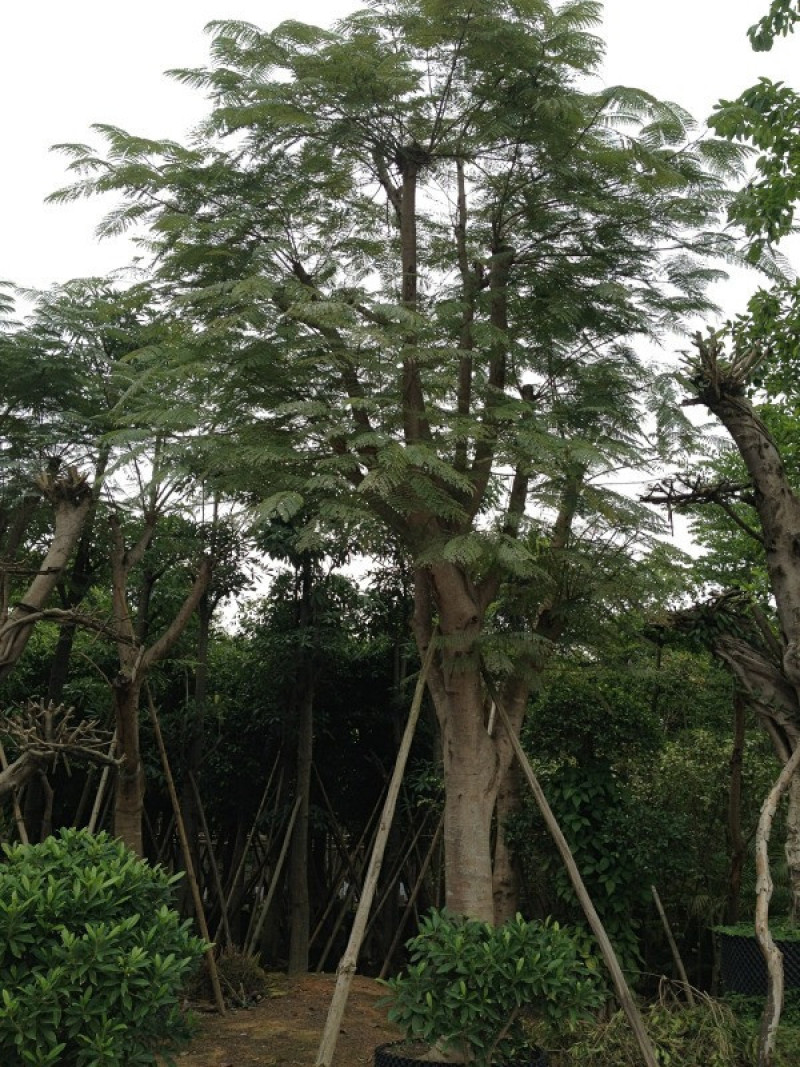 凤凰木基地低价销售6-40公分
