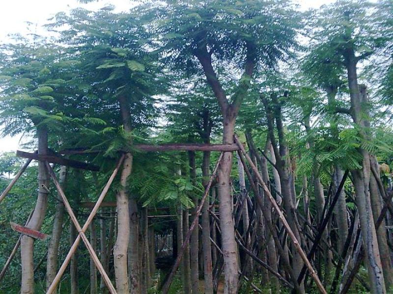 凤凰木基地低价销售6-40公分