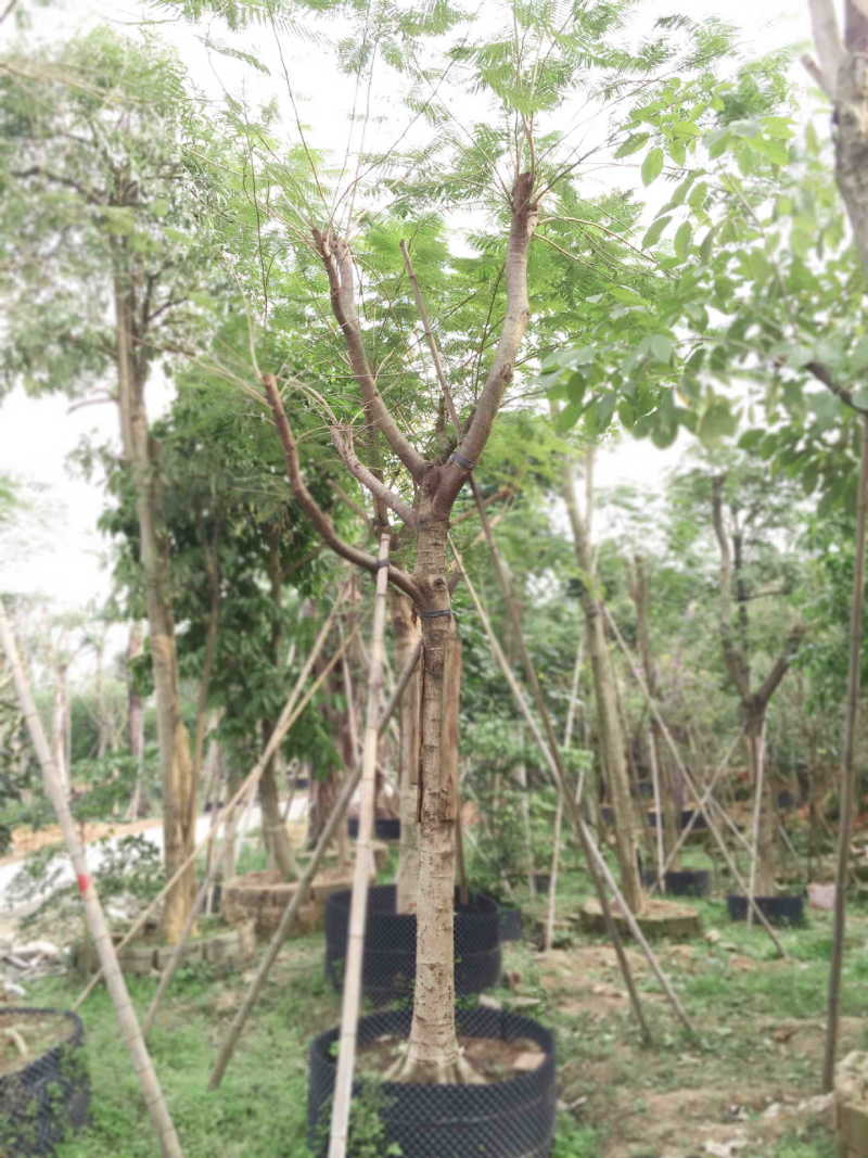 凤凰木基地低价销售6-40公分