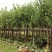 宫粉紫荆基地直销6-15公分