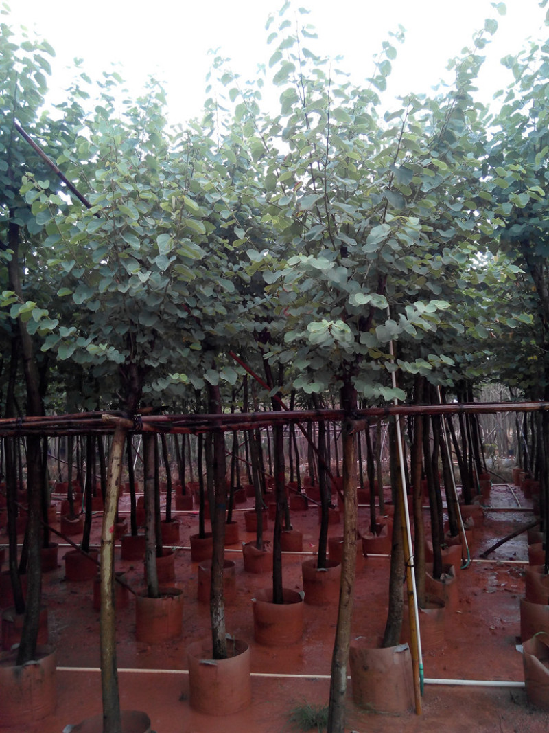 宫粉紫荆基地直销6-15公分