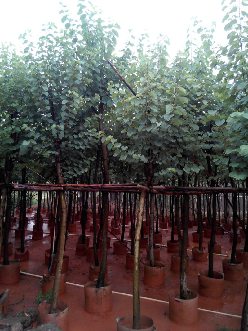 宫粉紫荆基地直销6-15公分