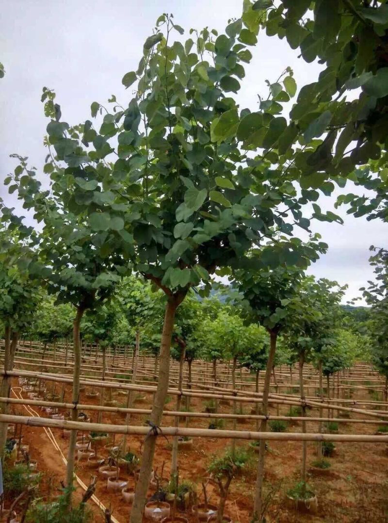 宫粉紫荆基地直销6-15公分