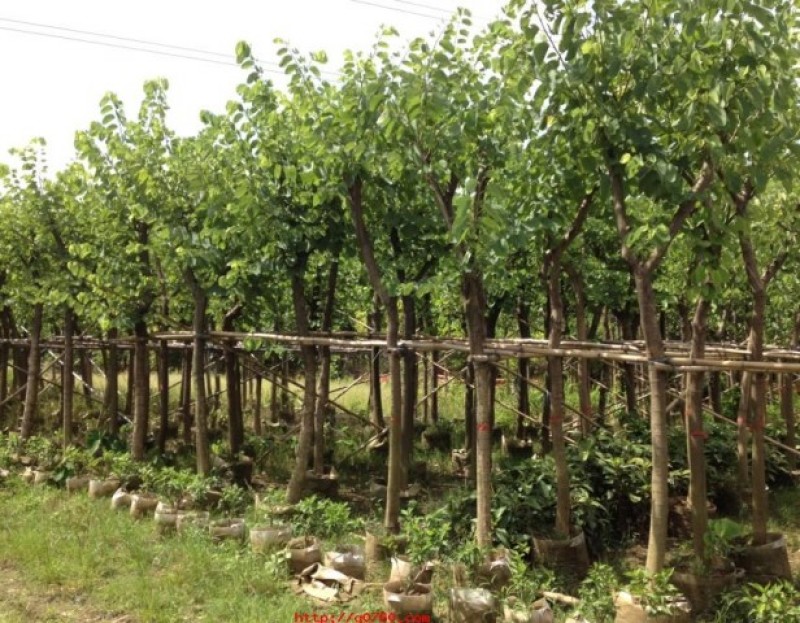 宫粉紫荆基地直销6-15公分