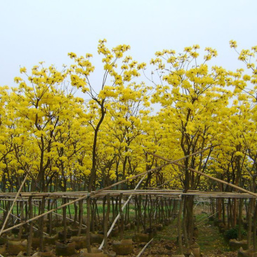 黄花风铃木基地直销6-15公分
