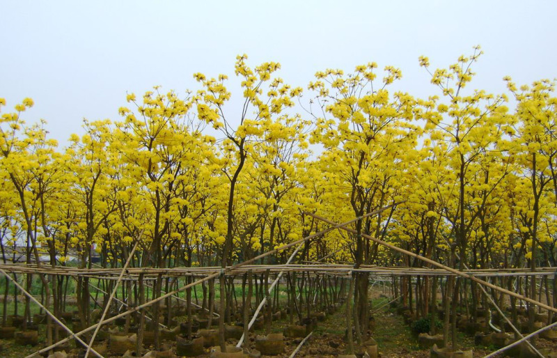 黄花风铃木基地直销6-15公分
