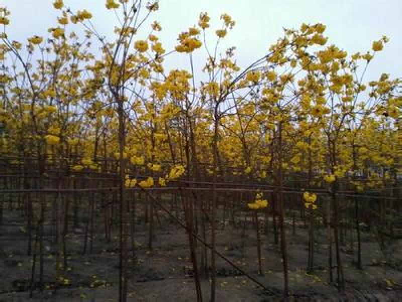 黄花风铃木基地直销6-15公分