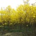 黄花风铃木基地直销6-15公分