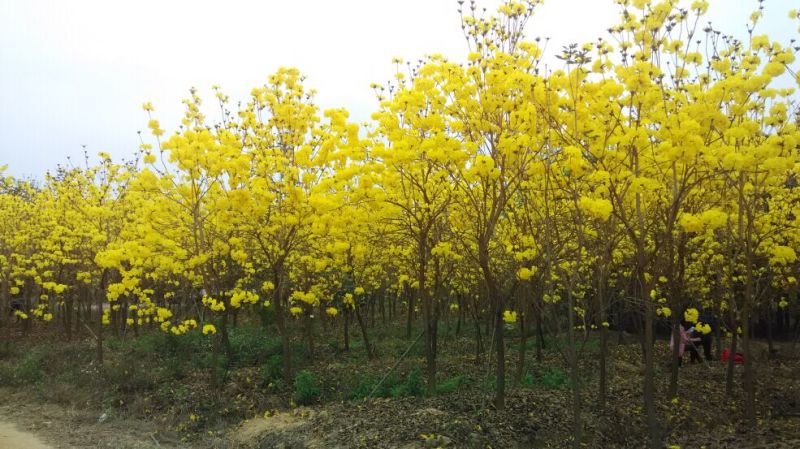 黄花风铃木基地直销6-15公分