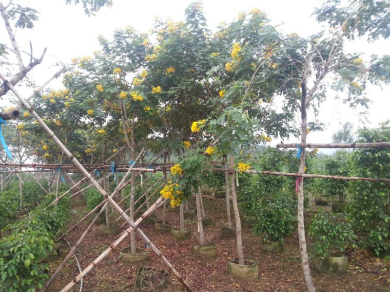 黄花槐基地直销5-10公分