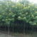 黄花槐基地直销5-10公分