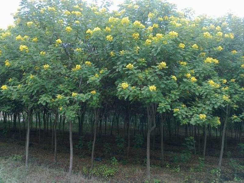 黄花槐基地直销5-10公分