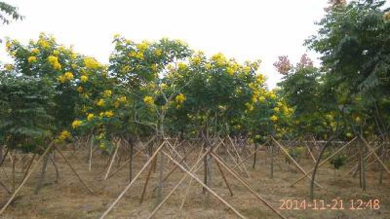 黄花槐基地直销5-10公分