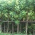 黄花槐基地直销5-10公分